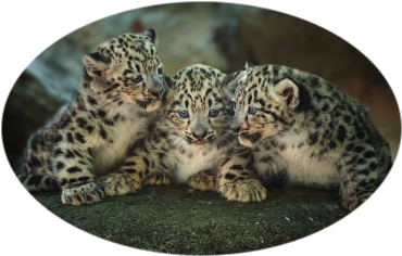 Ovales Bild erstellen