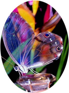 Ovales Bild erstellen