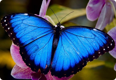 Bild mit abgerundeten Ecken